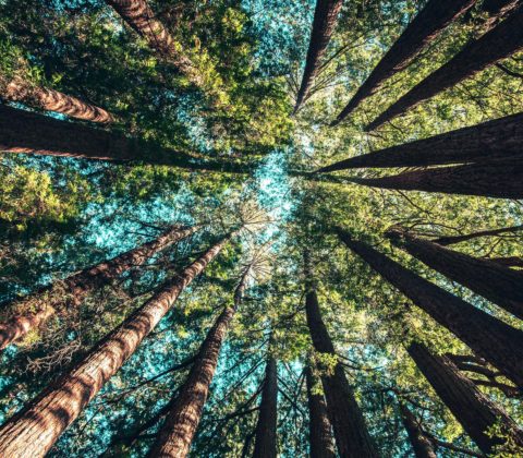 Faire son séminaire dans une forêt ©Casey Horner