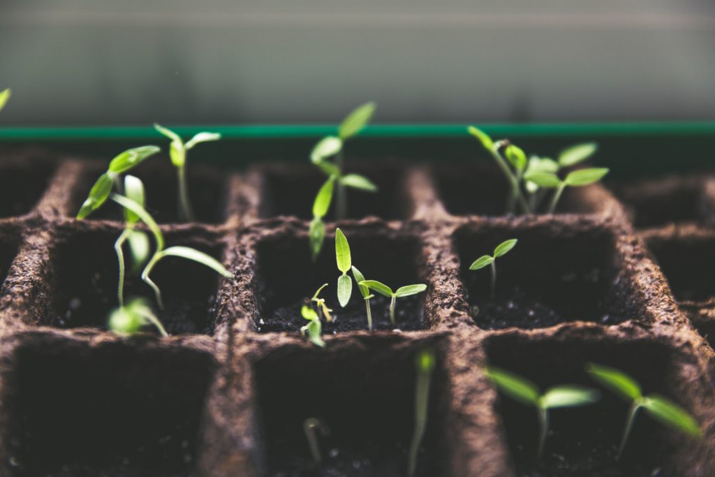 atelier jardinage en séminaire