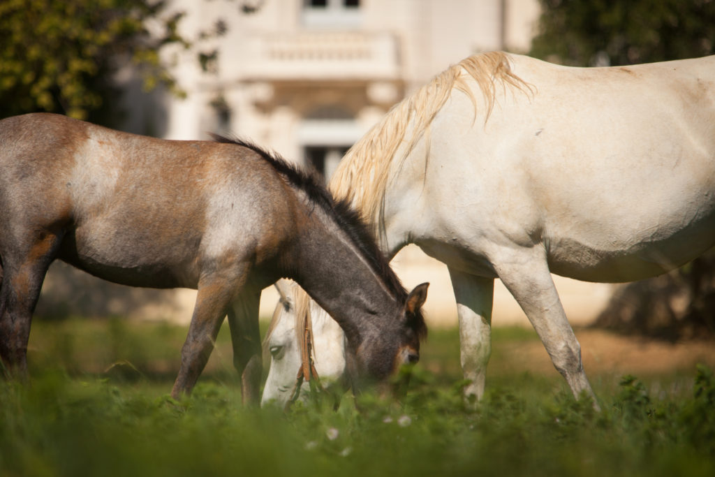 séminaire avec chevaux