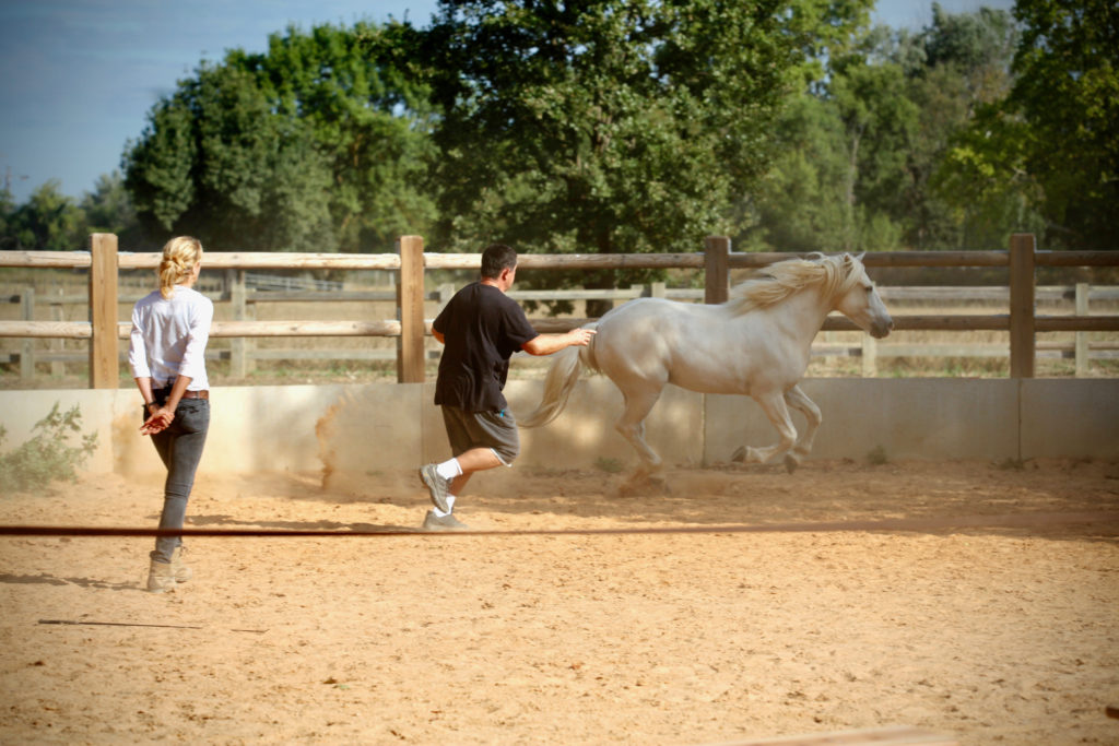 team building chevaux