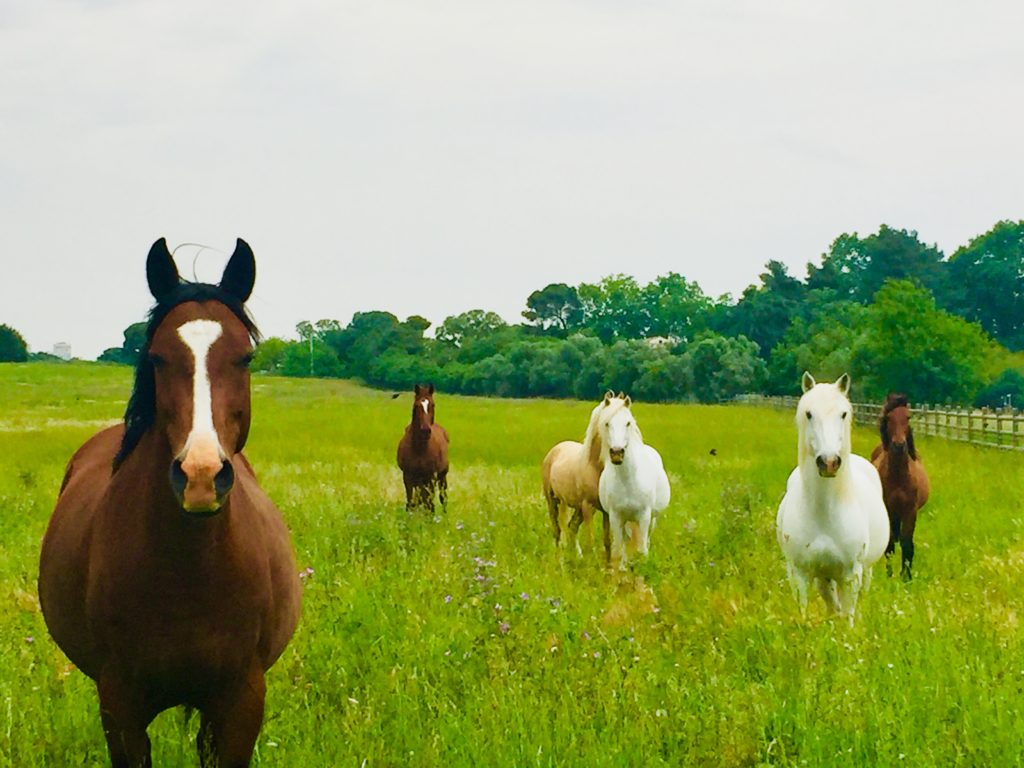 troupeau de chevaux