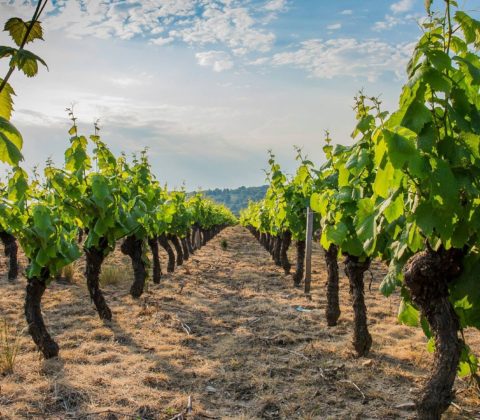 Beaujolais pour un séminaire atypique