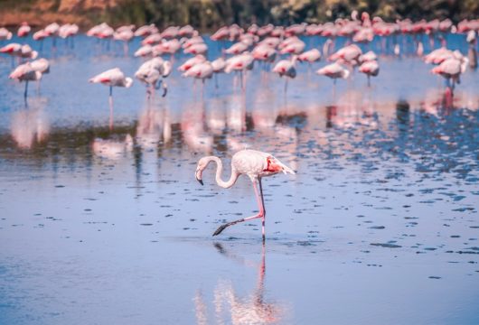 paysage de camargue