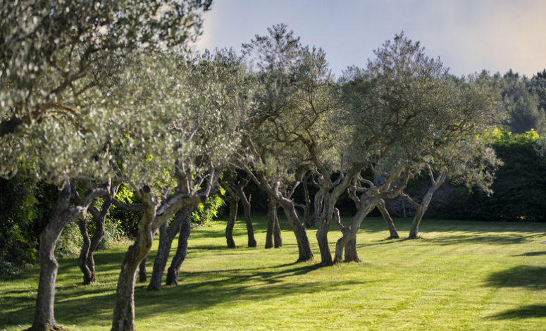 Seminaire Collection - séminaire de privatisation au vert en Provence